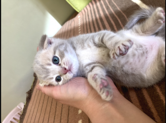 Scottish Fold Bebeğimiz