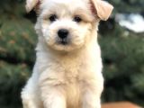 Orjinal Maltıpoo