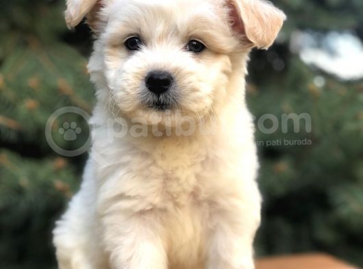 Orjinal Maltıpoo görsel