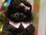 Üst Kalite Black Dişi Pomeranian Yavrumuz