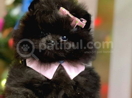 Üst Kalite Black Dişi Pomeranian Yavrumuz