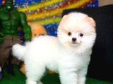 Yavru Patiler Güvencesi Ile Yeni Gelen Tedybear Pomeranian Yavrularımız