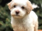 Orjinal Mavi Gözlü Maltıpoo Yavrumuz