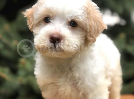 Orjinal Mavi Gözlü Maltıpoo Yavrumuz görsel