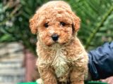 Malti̇poo F2 en İyi̇ Görsel