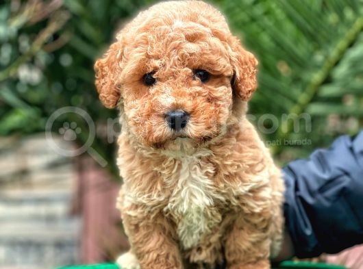 Malti̇poo F2 En İyi̇ Görsel