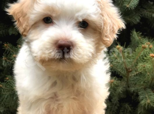 Orjinal Mavi Gözlü Maltıpoo Yavrumuz görsel