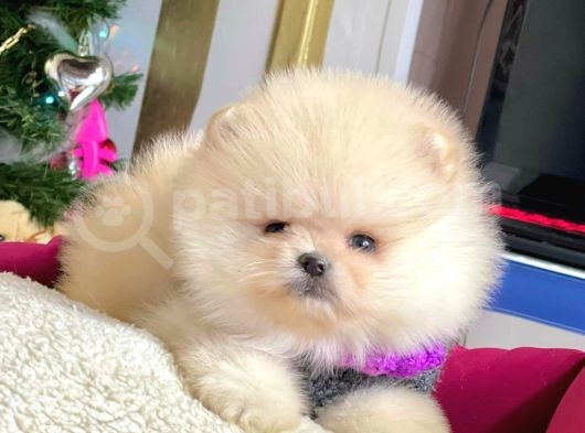 Safkan Teddy Surat Pomeranian Boo Yavrularımız görsel