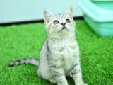Si̇lver Ns24 Bri̇ti̇sh Shorthai̇r