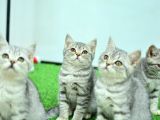 Si̇lver Ns24 Bri̇ti̇sh Shorthai̇r Yavrularımız
