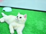 Zümrüt Gözlü Si̇lver Bri̇ti̇sh Shorthai̇r
