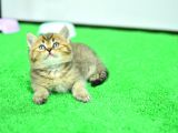 Ny24 Golden Bri̇ti̇sh Shorthai̇r