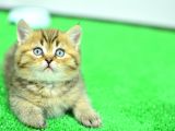 Muhteşem Güzelli̇kte Ny24 Golden Bri̇ti̇sh