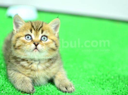 Muhteşem Güzelli̇kte Ny24 Golden Bri̇ti̇sh