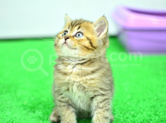Muhteşem Güzelli̇kte Ny24 Golden Bri̇ti̇sh görsel