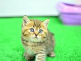 Muhteşem Güzelli̇kte Ny24 Golden Bri̇ti̇sh