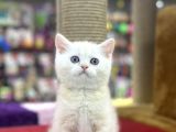 En İyi̇ Görsele Sahi̇p Bri̇ti̇sh Shorthai̇r
