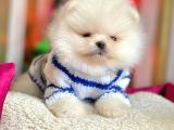 Safkan Teddy Surat Pomeranian Boo Yavrularımız