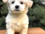 Üst Düzey Morkie Yavrumuz