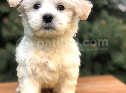 Üst Düzey Morkie Yavrumuz görsel