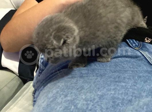 British Dişi Yavru Kedi görsel