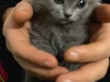 British Dişi Yavru Kedi