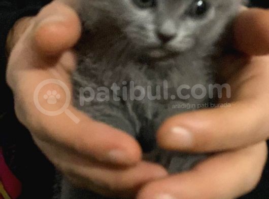British Dişi Yavru Kedi görsel