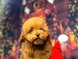 Redbrown Toy Poodle Kizimiz Üst Klass