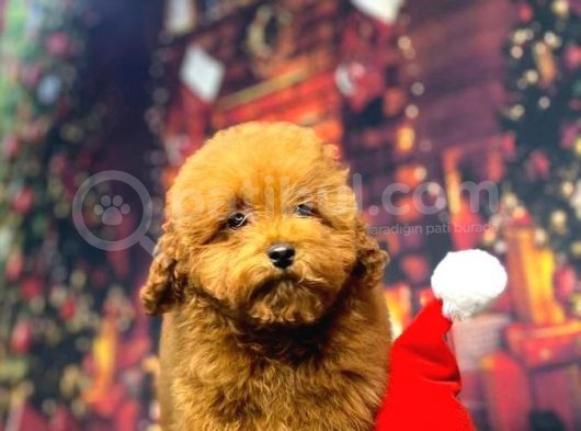 Redbrown Toy Poodle Kizimiz Üst Klass görsel