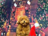 Redbrown Toy Poodle Kizimiz Üst Klass
