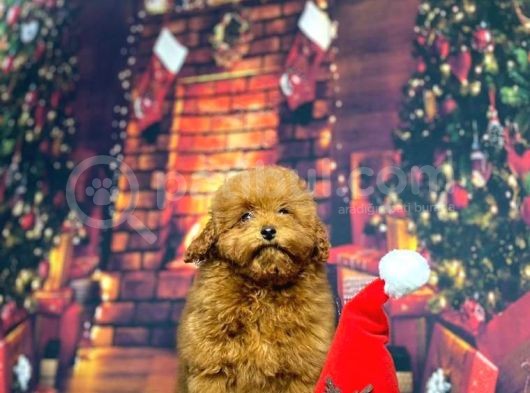 Redbrown Toy Poodle Kizimiz Üst Klass