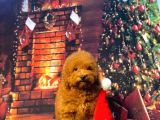 Redbrown Toy Poodle Kizimiz Üst Klass