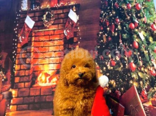 Redbrown Toy Poodle Kizimiz Üst Klass görsel
