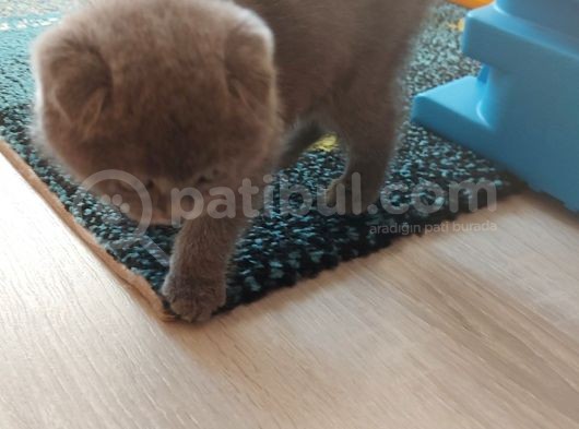 British Dişi Yavru Kedi görsel