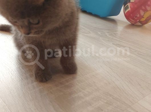 British Dişi Yavru Kedi