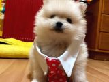 Pomerani̇an Boo Kartopu Kardeşler Di̇şi̇ Erkek