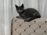 Yavrumuz 3 Aylık Dişi British Shorthair