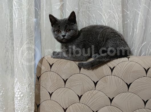 Yavrumuz 3 Aylık Dişi British Shorthair görsel