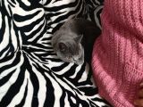 Yavrumuz 3 Aylık Dişi British Shorthair