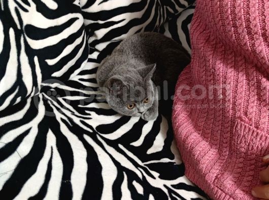 Yavrumuz 3 Aylık Dişi British Shorthair