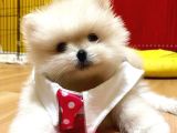 Pomerani̇an Boo Kartopu Kardeşler Di̇şi̇ Erkek