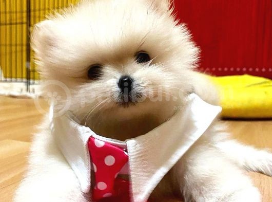 Pomerani̇an Boo Kartopu Kardeşler Di̇şi̇ Erkek