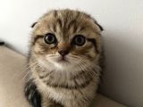 2 Aylık Scottish Fold Kedim