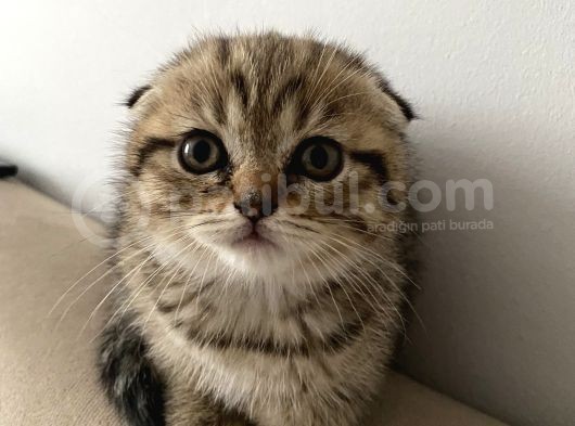 2 Aylık Scottish Fold Kedim görsel