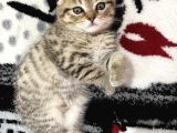 2 Aylık Scottish Fold Kedim