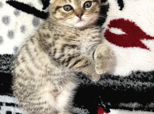 2 Aylık Scottish Fold Kedim
