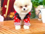 Yavru Patiler Güvencesiyle Pomeranian Yavrular