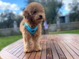3.5 Aylık Erkek Toy Poodle Yavrumuz