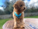 3.5 Aylık Erkek Toy Poodle Yavrumuz
