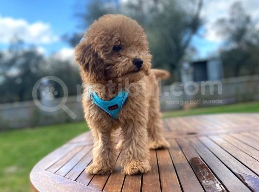 3.5 Aylık Erkek Toy Poodle Yavrumuz görsel